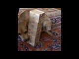 Rescue Dog Shows Off Impressive Jenga Skills