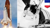 World’s first astro cat will finally be honoured with a statue - TomoNews