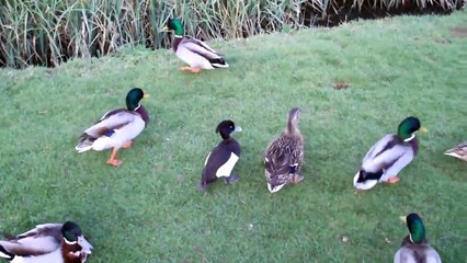 Tufted duck thinks it's a mallard