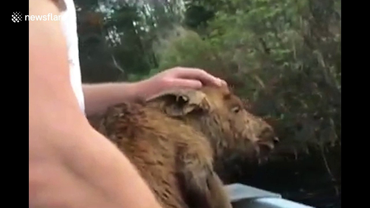 Fishermen rescue moose calf fallen in lake