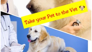 Get your Pet to the Vet # 1