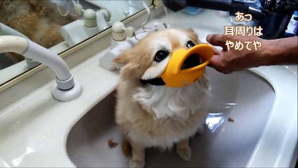 すぐキレるポメラニアン㉘　ブタじゃあるまいし&アヒルの口輪装着-RVXLDoazNvE