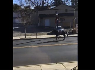 Police Chase Riderless Horse Through Downtown Phoenixville