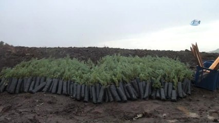 Bergama Bereket Ormanı'nda Fidanlar Toprakla Buluştu