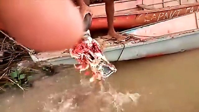 Des piranhas dévorent une tête de taureau en 40 secondes !