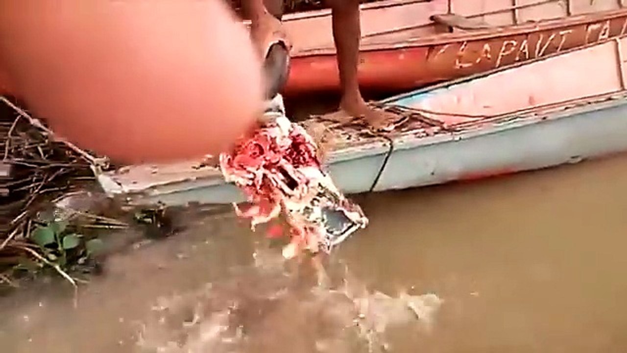 Des piranhas dévorent une tête de taureau en 40 secondes !