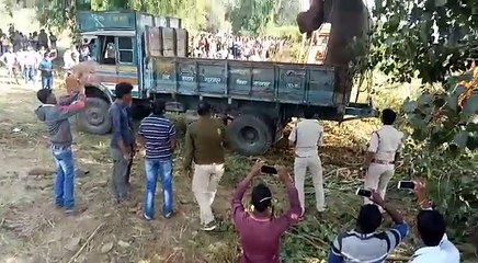 Ghayal Elephant Ko Hospital Pahuchane Ka kaam karte hua