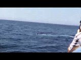 Blue whale impersonates large shark