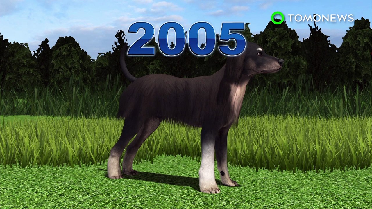 Clonación animal: Científicos hacen clones del primer perro clonado del mundo - TomoNews