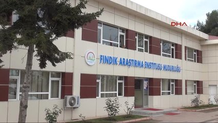 Giresun Fındıkta Sertifikalı Fidan Üretimine Geçiliyor