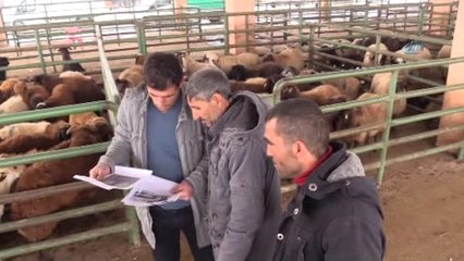 Sokak Sokak Gezip, Duvarlara Astığı Afişlerle Kaybettiği Sıpasını Arıyor