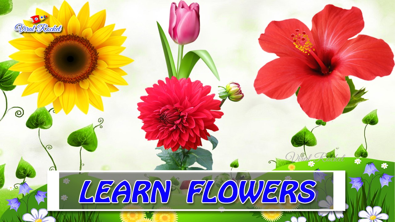 Flower names for Kids in english - Kids educational videos || Viral Rocket, image size:1280x720