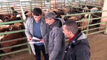 Kaybettiği Sıpasını Afişle Arıyor