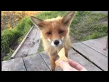 Friendly Fox Enjoys Tasty Treat