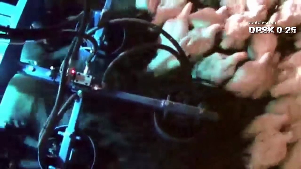 Çiftlik'ten Sofraya! Tam Otomatik Akıllı Makinalarla Şaşırtıcı Tavuk Yakalama Toplama Ve Sonrası..