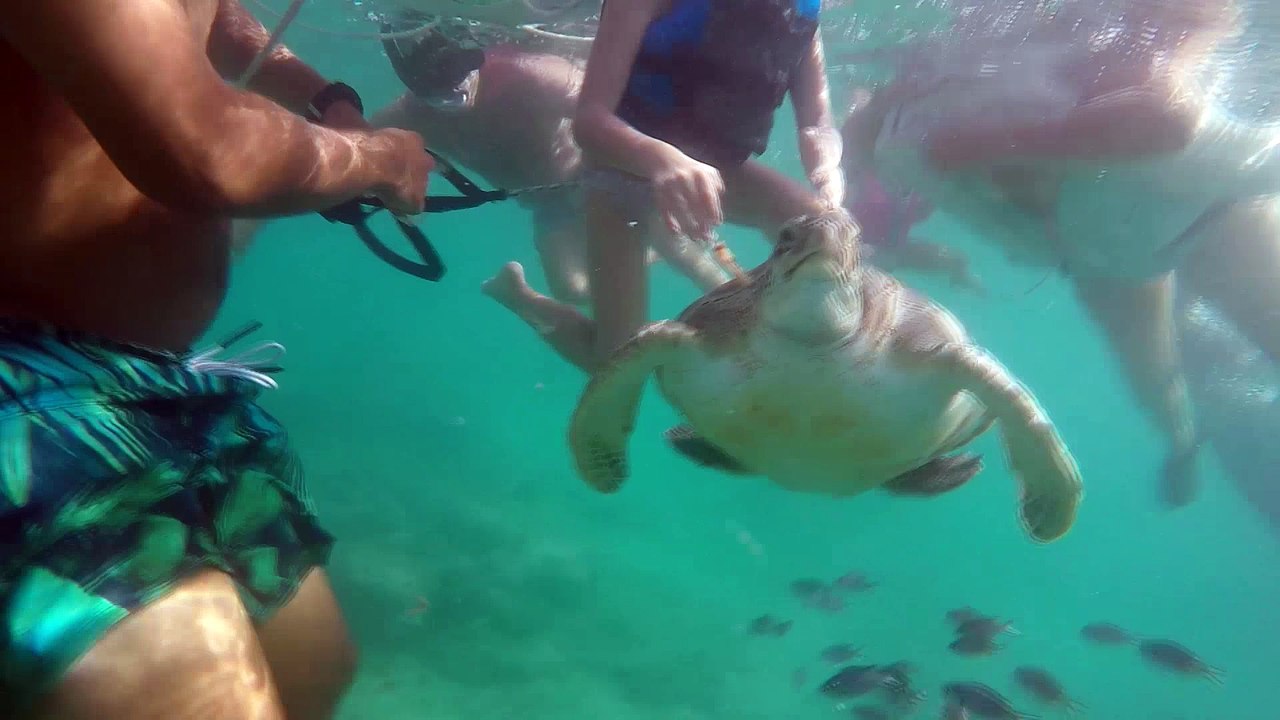 Turtle Diving In Barbados