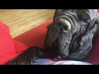 Hopelily the Puppy Plays With Large Neapolitan Mastiff