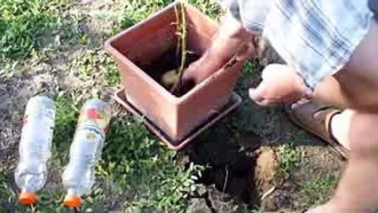 Zabio je ružu u krompir i posadio je. Nakon nedjelju dana bio je ZAPANJEN rezultatom!