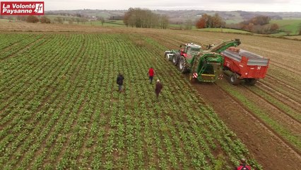 Betterave fourragère Aveyron