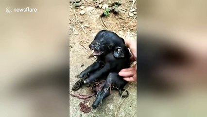 Conjoined twin pigs born in southern China