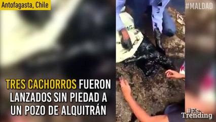 Indignante: cachorros fueron lanzados a un pozo de alquitrán