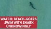 Terrifying moment beach-goers swim with shark unknowingly