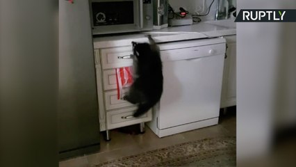 Este mapache tiene ganas de poner patas arriba tu cocina