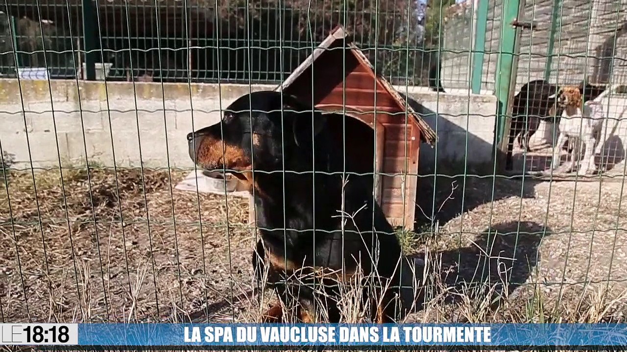 La SPA du Vaucluse va devoir reloger 70 chiens avant janvier