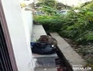 Pissed Garbage Eating Monkey Attacks
