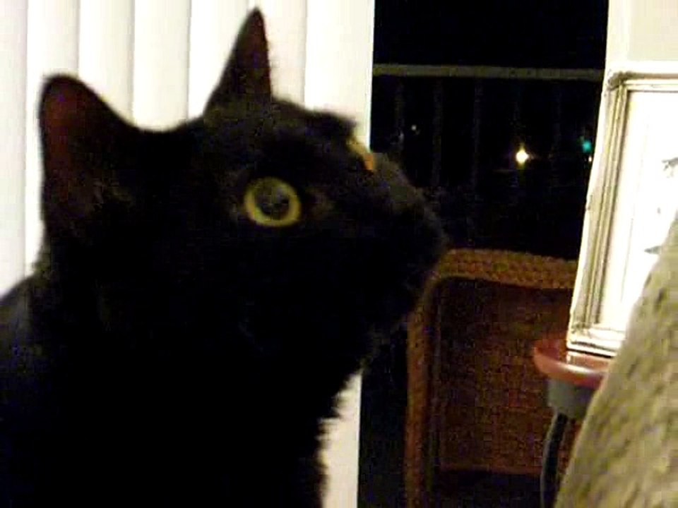 Cat Speaks African