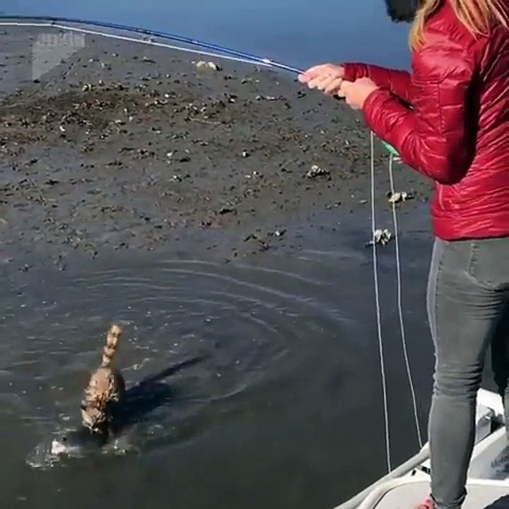 Ce raton laveur veut bouffer le poisson pêché par cette femme !
