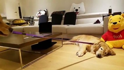 Ce chien tire son pote par la laisse !!! Allez sort flemmard !