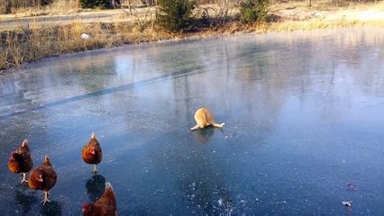 Des poules et un chat se cherchent sur la glace d'un lac gelé !
