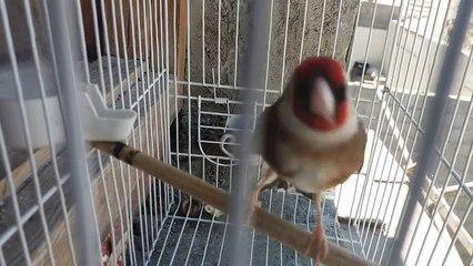 3 Le Chardonneret le plus beau oiseau  3  ماشاء الله