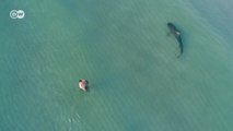Imagens de drone mostram tubarão nadando perto de banhistas na Flórida