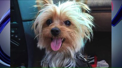 Family Says Their Beloved Teacup Yorkie Was Stolen at Gunpoint