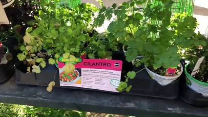 GROW LIGHT / TRUCK SOLD / CHOW'S CAR