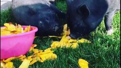 Pet pigs killed by hunters, leave couple devastated