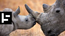 Here’s Why Poachers are Murdering Thousands of Rhinos Every Year