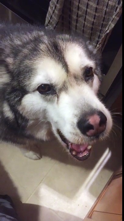 Malamute Demands Dinner