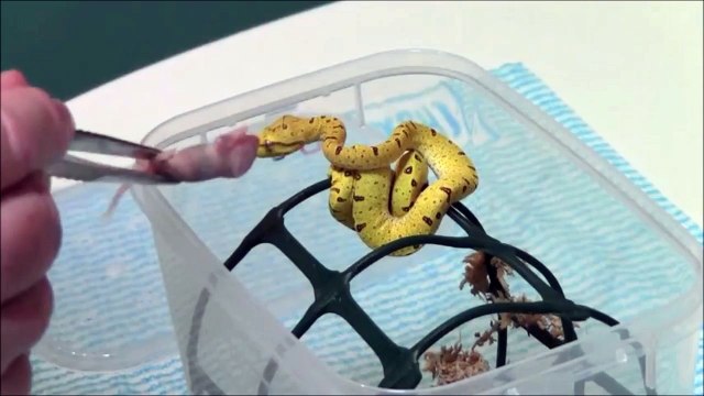 Il nourrit son bébé python jaune... Animal magnifique