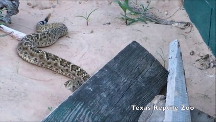 Ce serpent à sonnette est un véritable petit chien qui suit son maitre partout