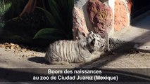 Des bébés animaux font le bonheur d'un zoo mexicain