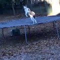 Hilarant : ce chien saute sur le trampoline à l'abri des regards