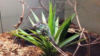 Z57 presents hello chameleon