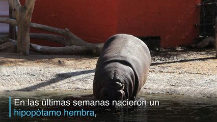Los nuevos habitantes del zoo de Ciudad Juárez