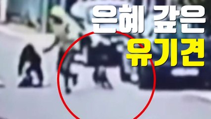 [자막뉴스] 여성 덮친 강도 쫓은 개, 알고 보니... / YTN