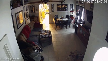 Dogs Scatter as Nissan Pathfinder Smashes Into California Home