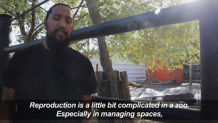 A baby hippo, two tigers and a llama, new natives of Mexican Zoo