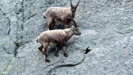 야생염소의 숨겨진 능력을 볼 수 있는 영상입니다.
